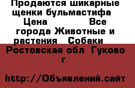 Продаются шикарные щенки бульмастифа › Цена ­ 45 000 - Все города Животные и растения » Собаки   . Ростовская обл.,Гуково г.